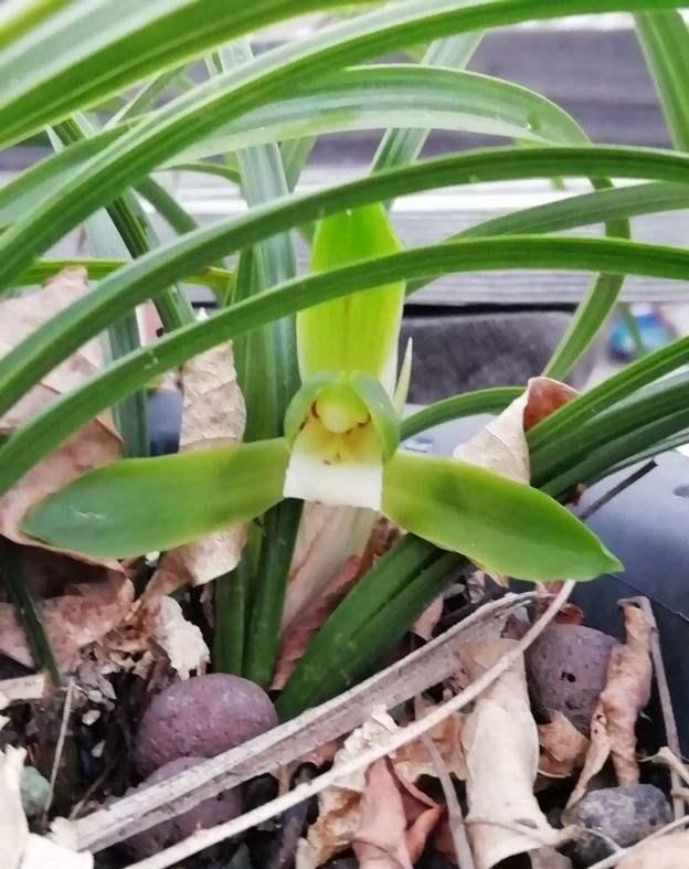  花生壳@兰花养得好不好，看看植料就知道，这些技巧你知道吗？