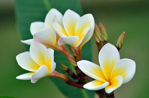 【漂亮】这些花随便养,一养就很容易爆盆,不仅特别好养活,开花还特漂亮