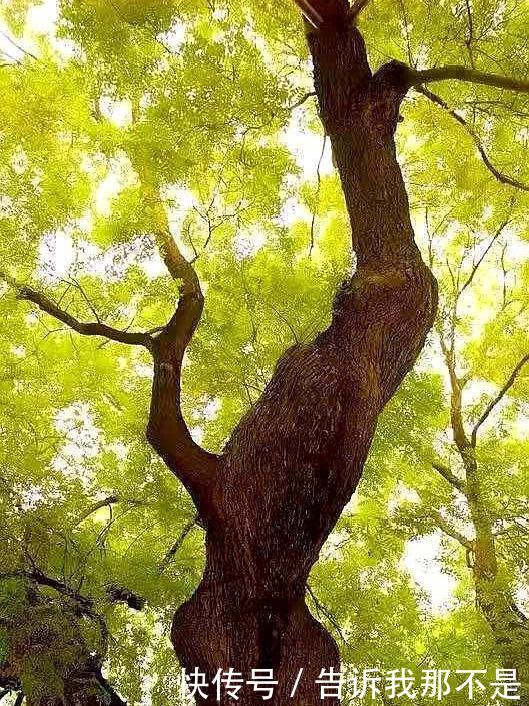 陌上弹指芳菲暮，朱颜辞镜花辞树往来皆过客，何曾有归人