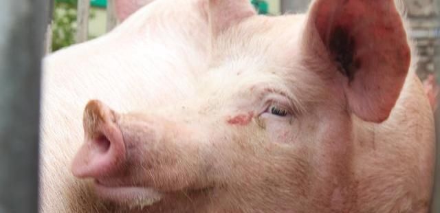 “金猪时代”来临, 一头猪卖9128元, 8月猪价再高涨