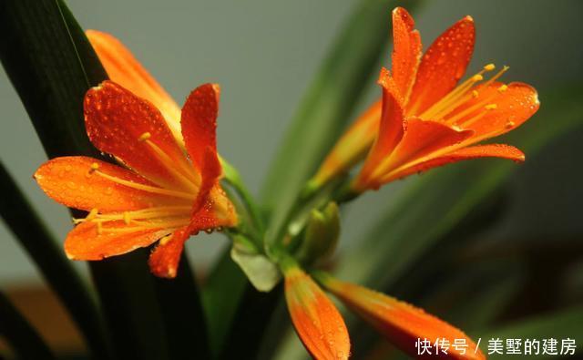 #夹箭#君子兰夹箭不能“惯着来”,学会2个技巧,花朵变成“大花球”