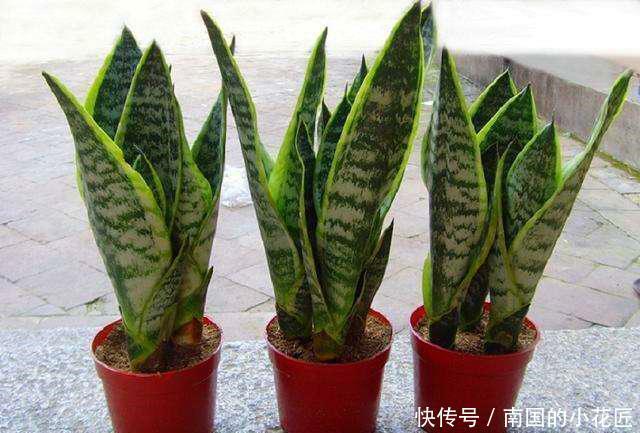  「几花」这几花“旱着”养，水浇多了就烂根，到了夏天也要如此