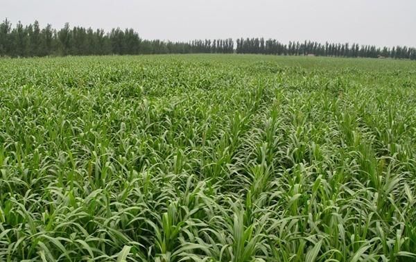  『种子』甜高粱什么时候播种？适合在哪些地区规模种植？