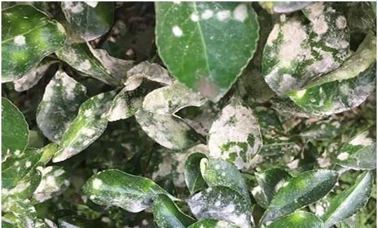  下图|香樟叶片上有白点，慢慢死，是什么病，见下图？