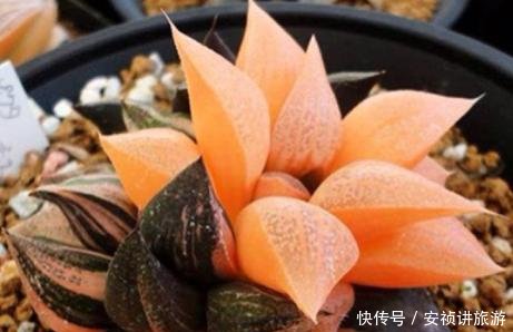 懒人@“懒人”养多肉,越长越肥美,新人掌握“4点”,逐渐变可爱!