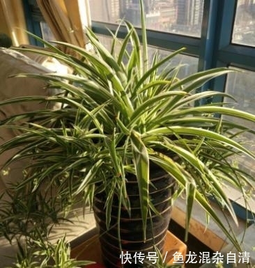  『开花』养金边吊兰，2种“肥料”换着用，该长叶长叶，还不耽误抽藤开花
