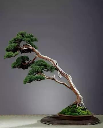 盆景展 ,美美美 !