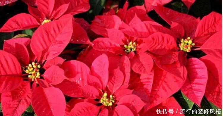 【迷人】养花就养这几款,全年开花不停,花色鲜艳夺目,花朵美艳迷人