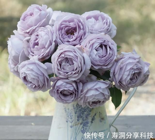  「品种」梦幻悠长，无法抗拒，月季的那抹蓝紫色美得清凉又高级！
