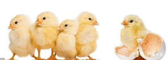  竟然：农村又有牛人了，养鸡竟然用这种办法