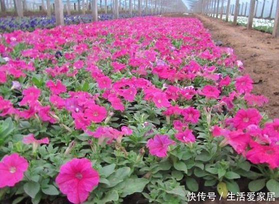  『养花』3月4月，养花就养这“4种”，打理好了开花一茬茬，简直美呆了