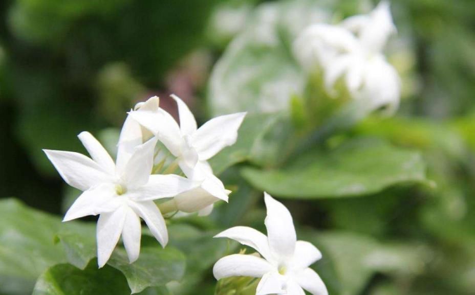  『富贵竹』这“4种”植物，可以用“醋”养，每个月用“1斤”枝繁叶茂