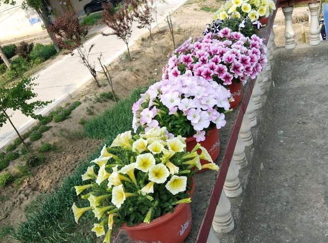  [枝条]矮牵牛枯枝黄叶怎么办？砍个大光头，半个月爆芽，一个月爆花
