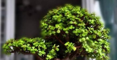  「鸿运当头」植物也有“美名”，“4种”花卉名字好寓意，养家中一点不亏