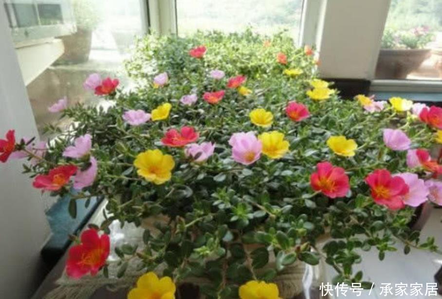 茉莉花■最适合夏天养的花，40度高温晒不死，越晒开花越旺，花香四溢！