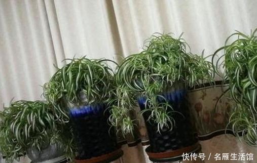 天然|它是天然的“水杨酸”,用来养绿萝和吊兰,爆盆成瀑布