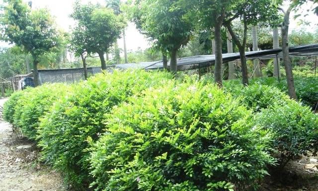 「养护九里香时」九里香这样养护株姿优美,枝叶秀丽