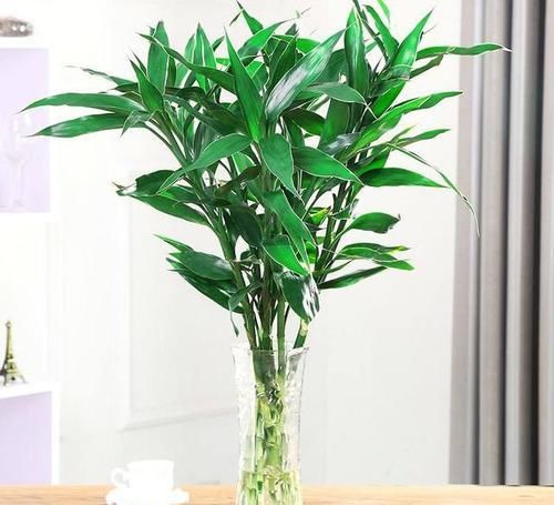 #富贵竹#富贵竹家居 富贵竹用什么样的水最好？有以下的几种选择