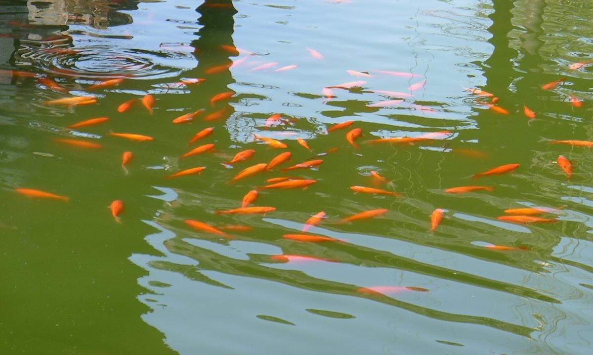  『水温』养鱼之前先观水“氧”“温”“色”——水色的调节