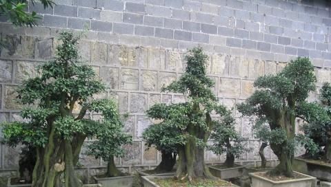  #邻居#金弹子盆景介绍，养好了，邻居直喊羡慕！