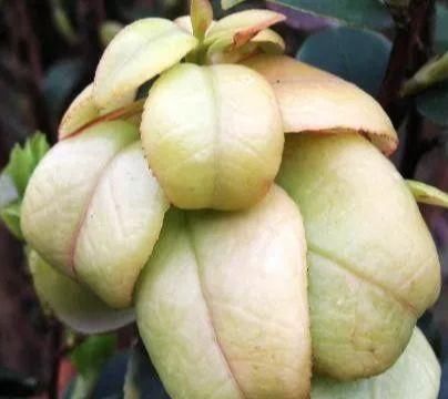  「不算」农村常见的5种果子，没吃过的都不算真的农村娃，网友：