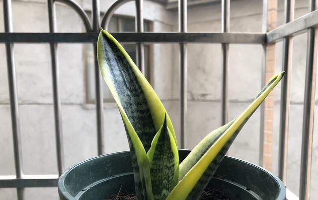  植物@家里养这些花的，最好别对它们“献殷勤”，这样才能养好花