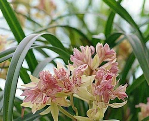 『花型』此兰花是多瓣奇花的经典品种之一,花型饱满,香气袭人,好养易活