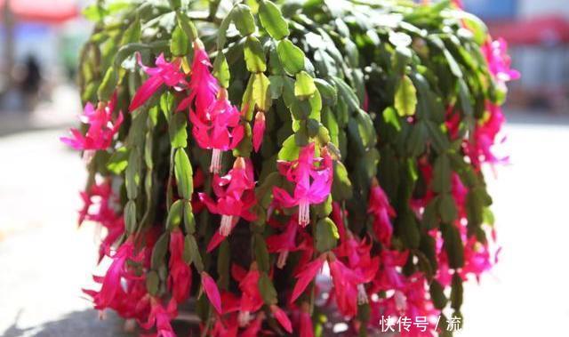  「适合」养花怎么正确使用磷酸二氢钾？哪些花卉适合？以及使用注意事项！