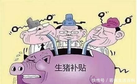  「500万」生猪养殖补贴最高500万，想领到这笔钱要养多少头生猪