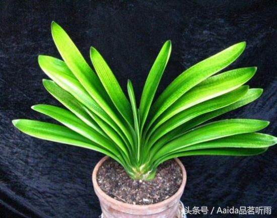 君子兰多久浇一次水,君子兰花期怎样浇水