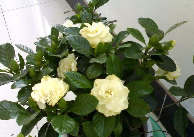 #盆土#栀子花有“3喜、1怕”,做对了,不黄叶,还“猛”开花!