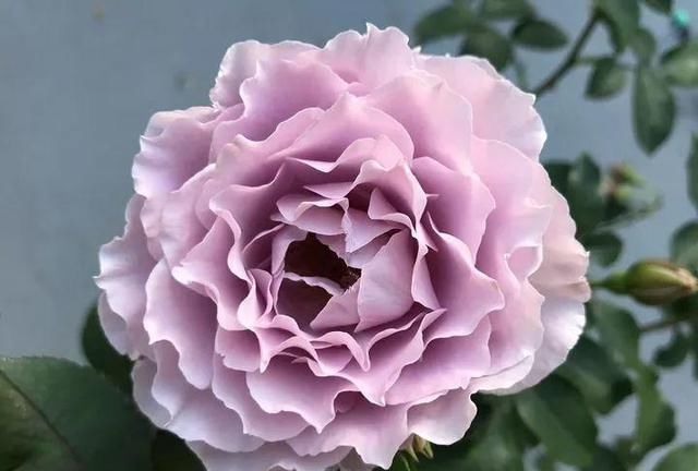  「季花」此花浑身都是宝，在养生方面有很高的营养价值，快去阳台种两盆