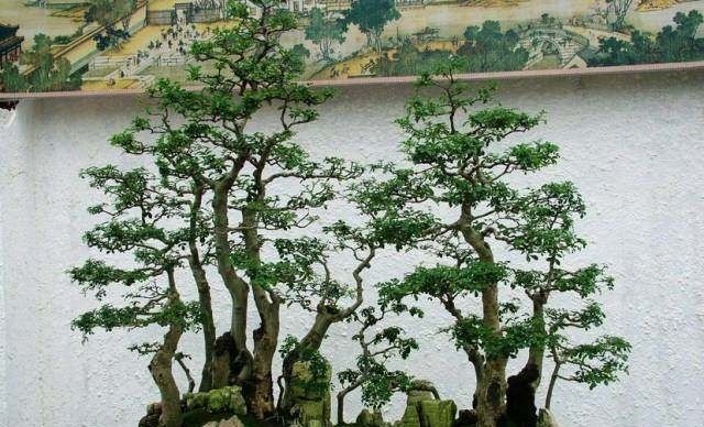 「山水盆景」世界上最美的34个盆景,第1个就美的受不了!