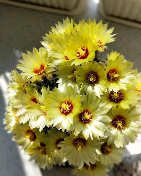  「还要」4种仙人掌植物“爱开花”，一开一大片，比蟹爪兰还要好看！