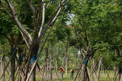  『郊野』视点 | 北京朝阳杜仲公园二期”五一“开园 孙河郊野公园等将陆续开放