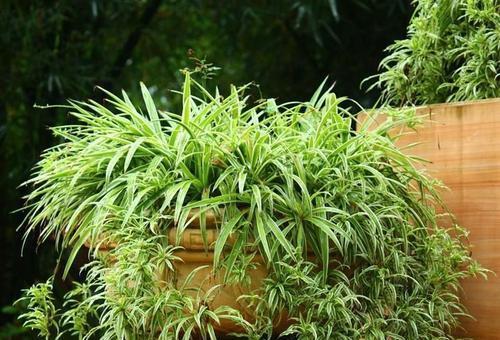  『省钱』养花神仙水，浇水加几滴，叶子油亮猛开花，而且还很省钱！