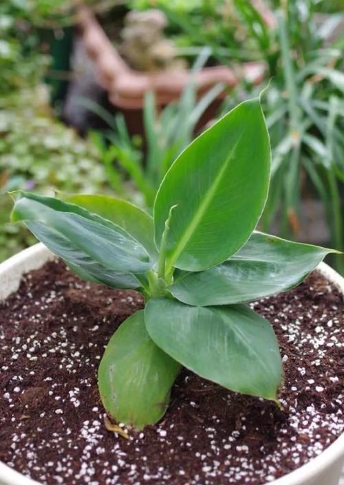 「香蕉」在家就能种的香蕉树,用足肥料,结出一串小香蕉!