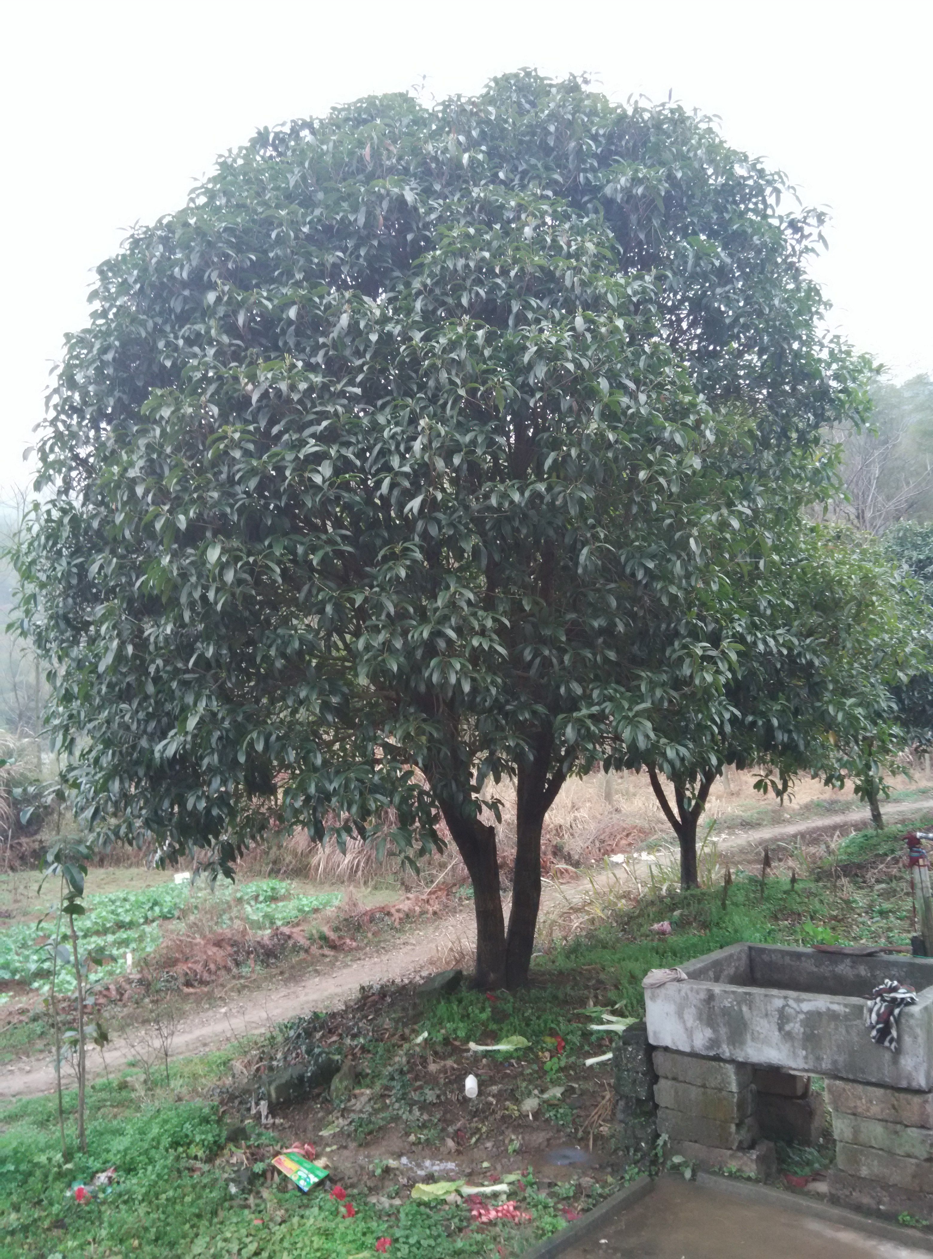 以前像这样的桂花树，很抢手，能卖四五千，现在都没有人收购了