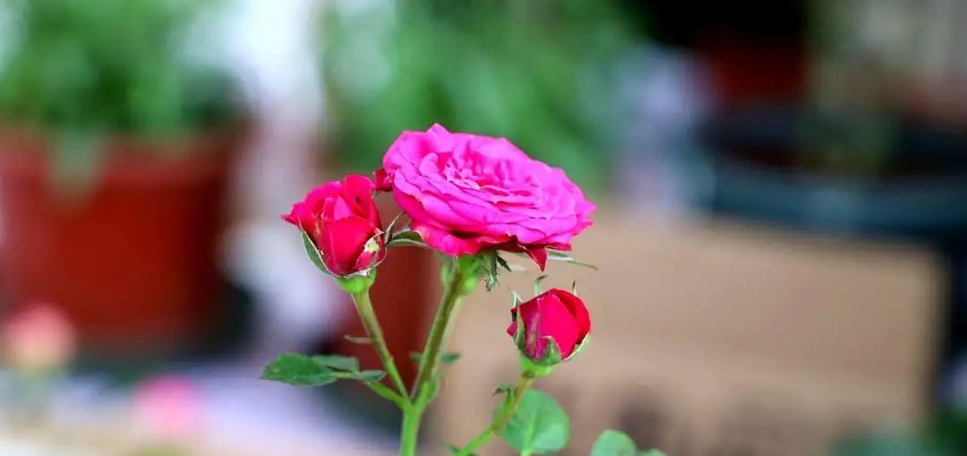  「适合」适合懒人养的花,养成轻松成本低!