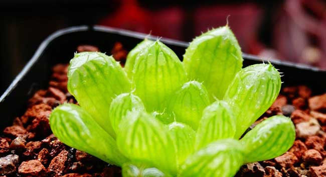  植物：草玉露怎么养?多肉植物草玉露的养殖方法