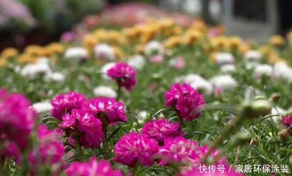 #品种#太阳花竟也有这么多品种,开成花海,也能成为惊世美景