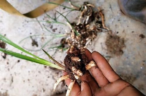  「越好」养兰最大的误区：兰花根系越好越好吗?