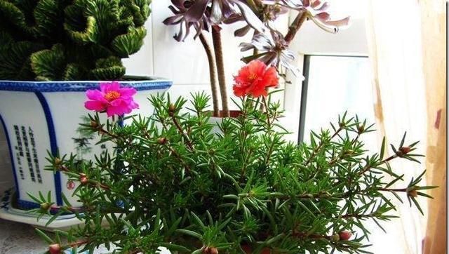  种花草：很好养的6种花草，扦插生根快，花儿开成团，漂亮易养活
