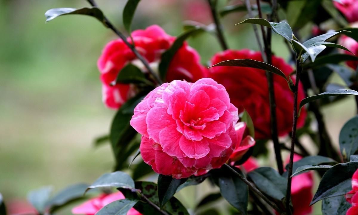 夏季@夏季前养茶花做好几点,花期一到快速爆盆