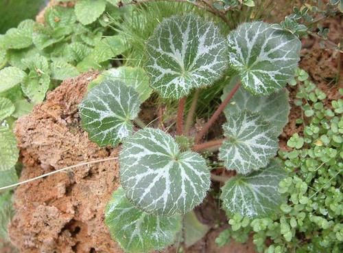  「值钱」小院里有1种“石荷叶”，叶片宽大、圆润，看到别拔，植株值钱！