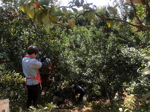  【卖光】速度！汤塘四九滞销的砂糖桔已全部卖光了！