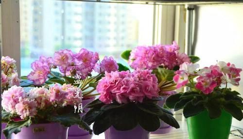  「家里」6种花，占地小开花多，摆在家里很精致！