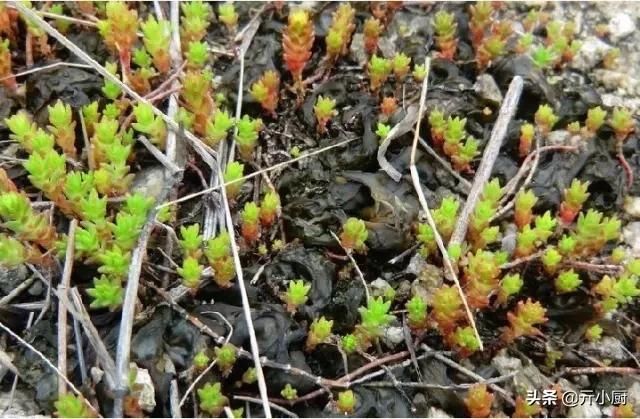  [拳头菜]每逢清明，思念骤起，这9种野菜做法，你最喜欢哪种呢？