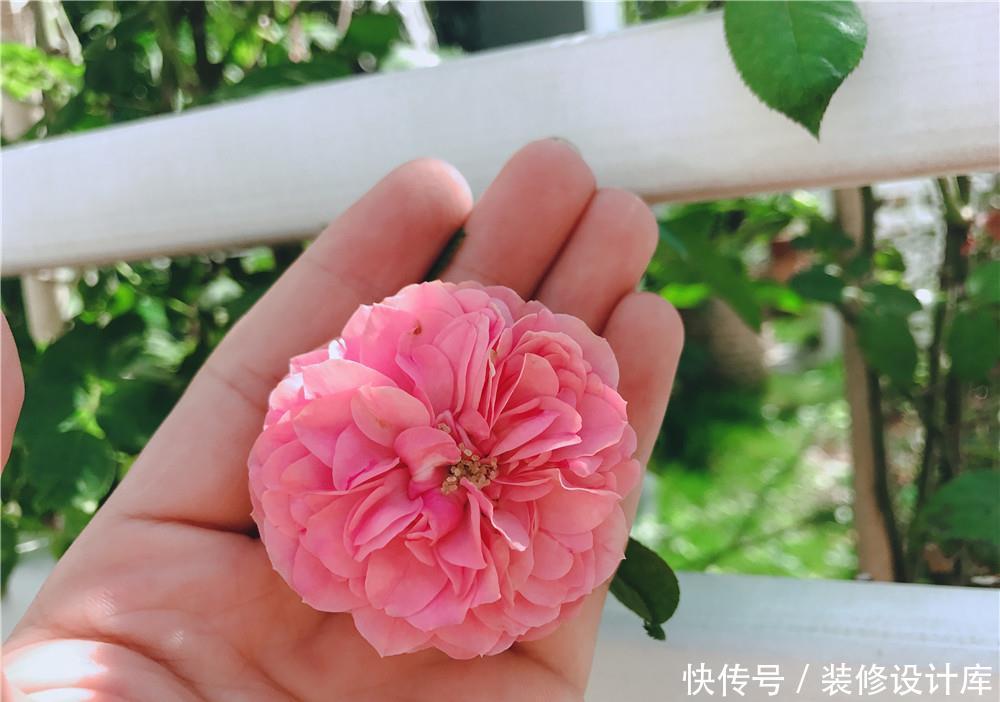 『常犯』月季“横拉”闹笑话:1个基础没做好,新手常犯的“错误”!
