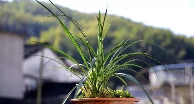  #深盆#种植兰花究竟用深盆还是浅盆？掌握好种植关键技术，种植很简单